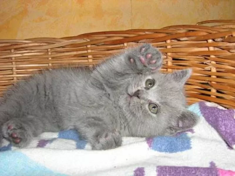 Продается британский котенок,  голубого окраса. 
